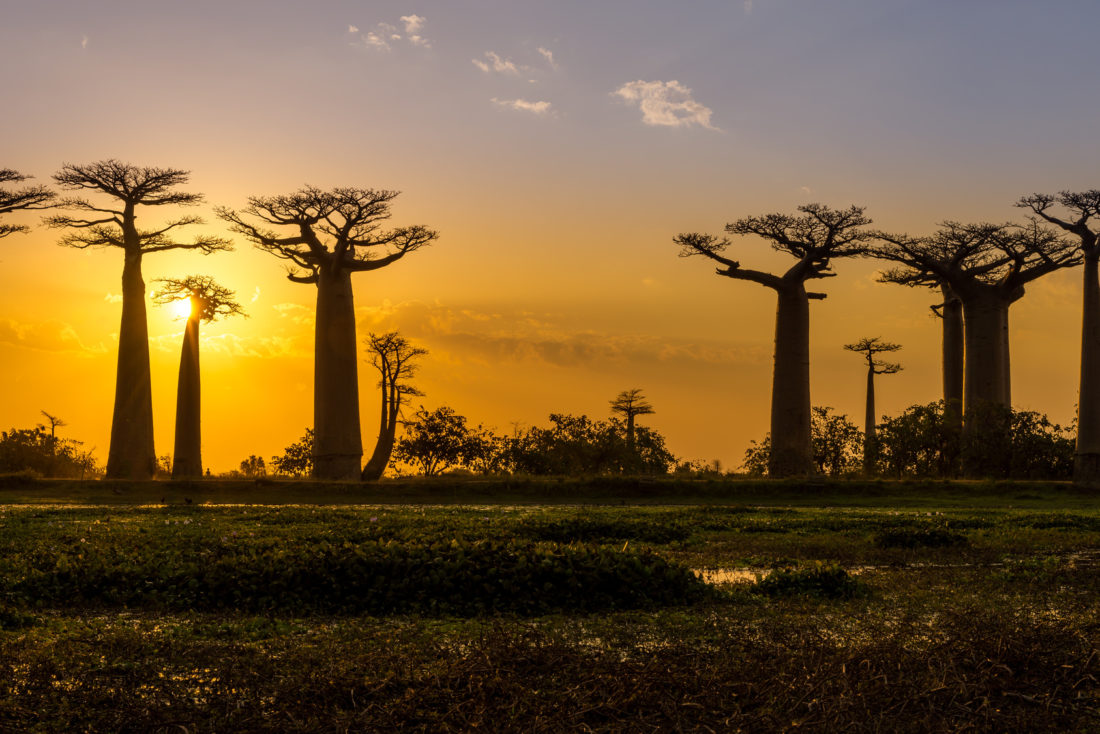 Avenue of the Baobabs, Madagaskar
