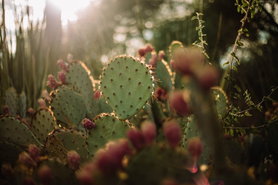 Phoenix cactus