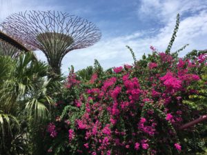 Singapur Gardens by the Bay Blumen und Supertree