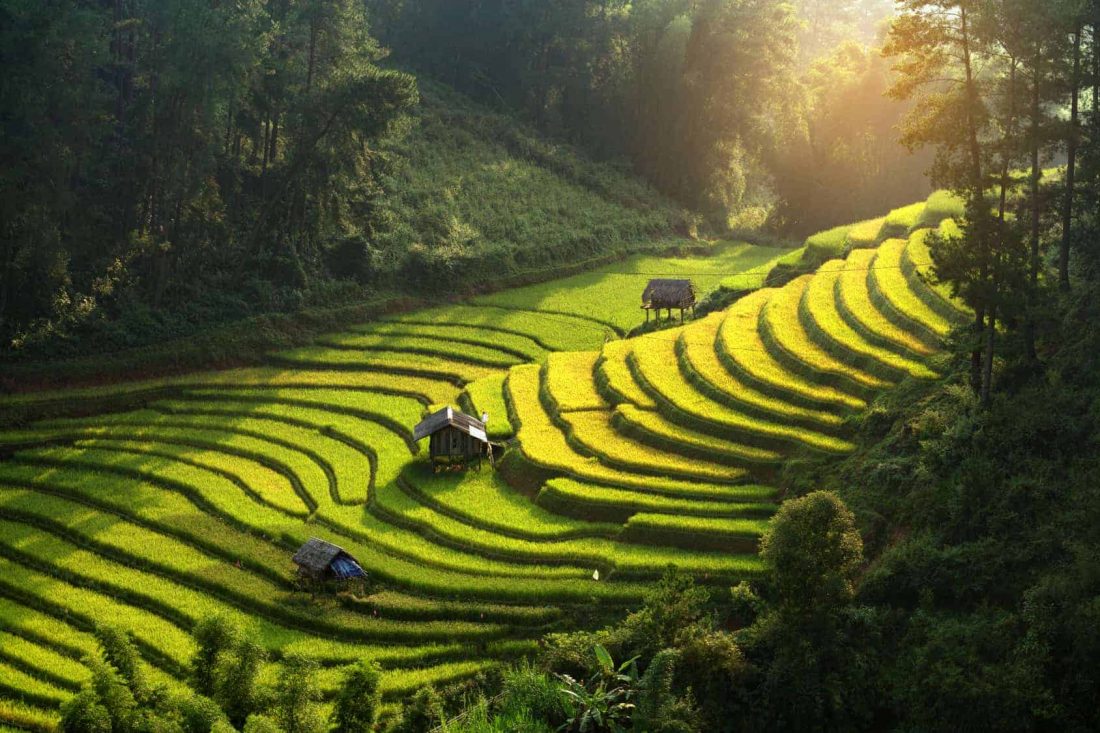 Vietnam Ricefield