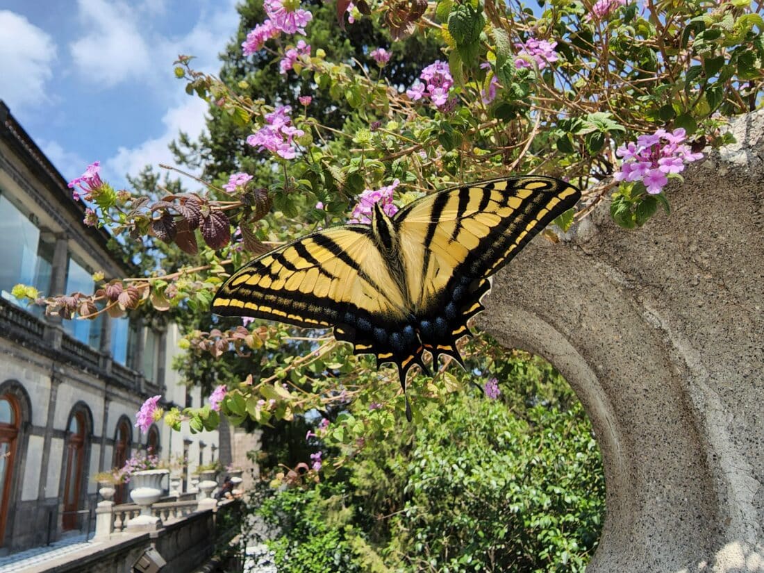 mexico city butterfly