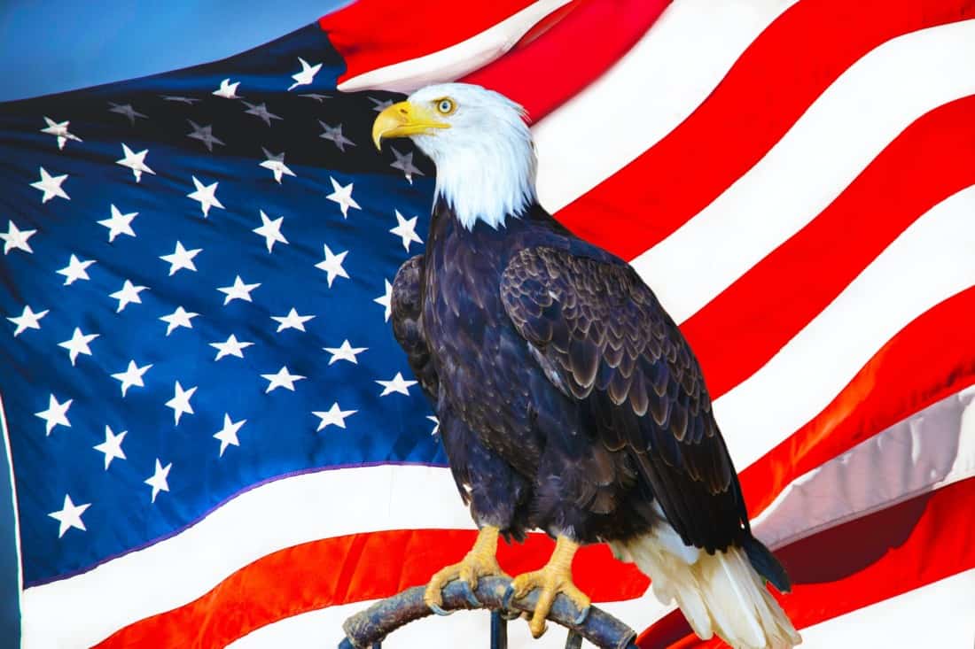 USA Flagge Adler