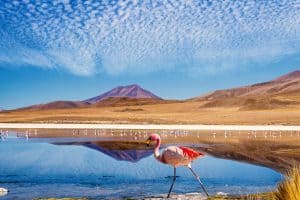 Bolivien Lagune Flamingo